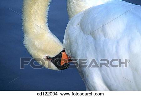 Mute Swan (Cygnus olor), preening View Large Photo Image Picture - Mute Swan (Cygnus olor), preening. Fotosearch