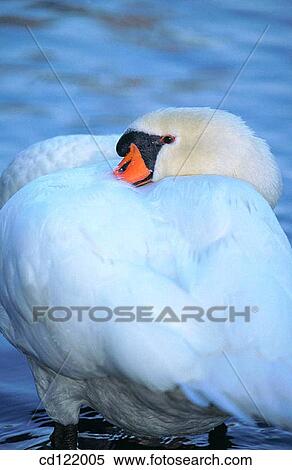 Mute Swan (Cygnus olor) View Large Photo Image Stock Photography - Mute Swan (Cygnus olor). Fotosearch