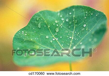 Nasturtium (Tropaeolum majus) View Large Photo Image Stock Image - Nasturtium (Tropaeolum majus). Fotosearch