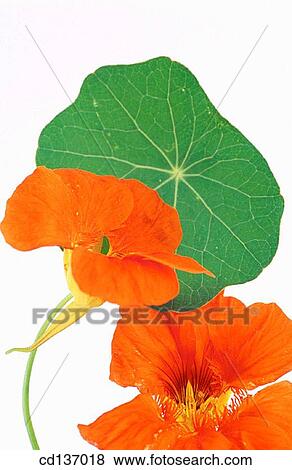 Nasturtium (Tropaeolum majus) View Large Photo Image Stock Photo - Nasturtium (Tropaeolum majus). Fotosearch