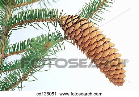 Norway Spruce (Picea abies) View Large Photo Image Stock Image - Norway Spruce (Picea abies). Fotosearch