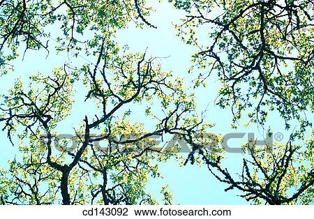Stock Image - Oak tree branches against sky. Fotosearch