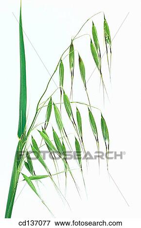 Oat (Avena sativa) View Large Photo Image Stock Photo - Oat (Avena sativa). Fotosearch