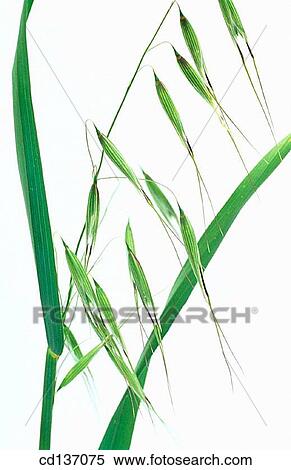 Oat (Avena sativa) View Large Photo Image Stock Photography - Oat (Avena sativa). Fotosearch