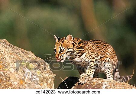 Ocelot (Felis pardalis), captive. Central America View Large Photo Image Stock Image - Ocelot (Felis pardalis), captive. Central America. Fotosearch