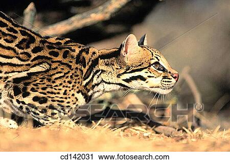Ocelot (Felis pardalis), captive. Central America View Large Photo Image Stock Image - Ocelot (Felis pardalis), captive. Central America. Fotosearch