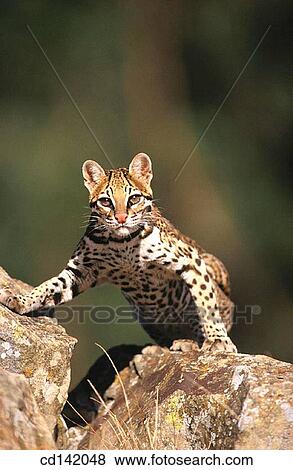 Ocelot (Felis pardalis), captive. Central America View Large Photo Image Stock Photo - Ocelot (Felis pardalis), captive. Central America. Fotosearch