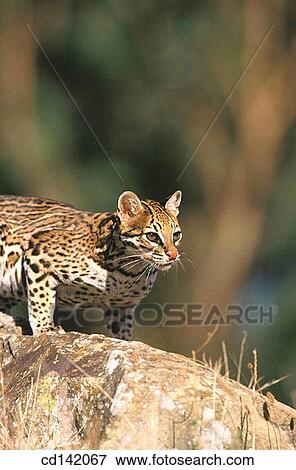 Ocelot (Felis pardalis), captive. Central America View Large Photo Image Stock Photo - Ocelot (Felis pardalis), captive. Central America. Fotosearch