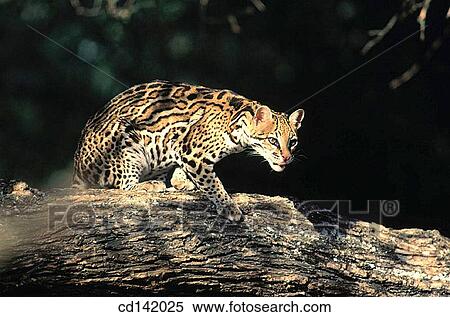 Ocelot (Felis pardalis), captive. Central America View Large Photo Image Stock Photography - Ocelot (Felis pardalis), captive. Central America. Fotosearch