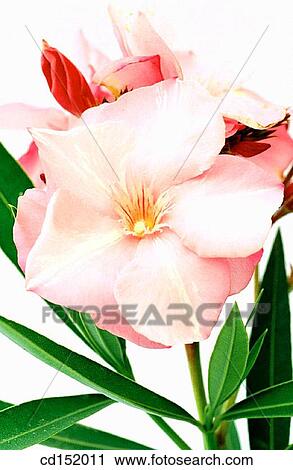 Oleander, Nerium Oleander View Large Photo Image Stock Image - Oleander, Nerium Oleander. Fotosearch