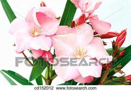 stock photo of oleander