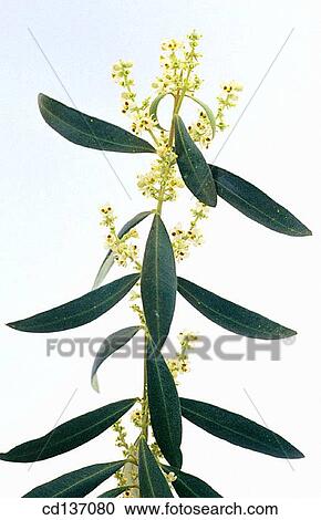Olive tree (Olea europaea) View Large Photo Image Stock Image - Olive tree (Olea europaea). Fotosearch