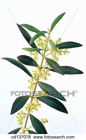 Stock Photo - Olive tree (Olea europaea). Fotosearch