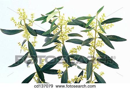 Olive tree (Olea europaea) View Large Photo Image Stock Photo - Olive tree (Olea europaea). Fotosearch