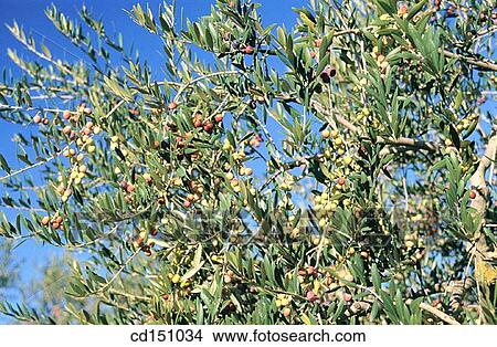 Picture - Olive tree. Fotosearch