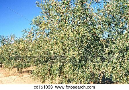 Stock Image - Olive trees. Fotosearch