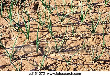 Onions View Large Photo Image Stock Image - Onions. Fotosearch