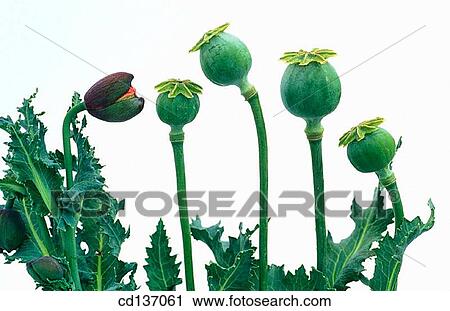 Opium Poppies (Papaver somniferum) View Large Photo Image Stock Image - Opium Poppies (Papaver somniferum). Fotosearch