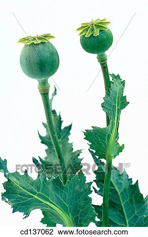 Opium Poppies (Papaver somniferum) View Large Photo Image Stock Image - Opium Poppies (Papaver somniferum). Fotosearch
