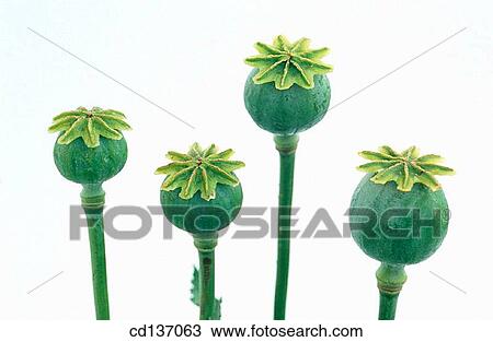 Opium Poppies (Papaver somniferum) View Large Photo Image Stock Image - Opium Poppies (Papaver somniferum). Fotosearch