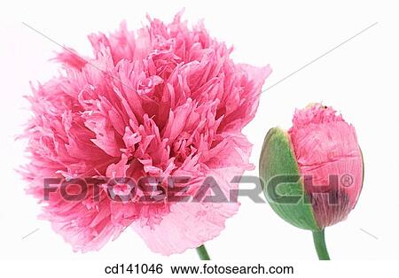 Opium Poppies (Papaver somniferum) View Large Photo Image Stock Photograph - Opium Poppies (Papaver somniferum). Fotosearch