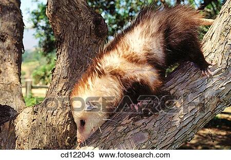 Opossum View Large Photo Image Stock Image - Opossum. Fotosearch