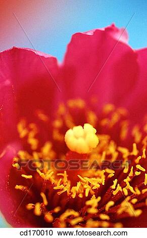 Opuntia sp. View Large Photo Image Stock Image - Opuntia sp.. Fotosearch