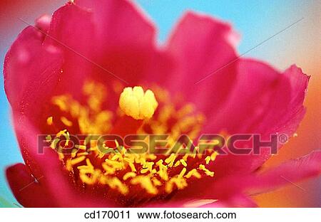 Opuntia sp. View Large Photo Image Stock Image - Opuntia sp.. Fotosearch