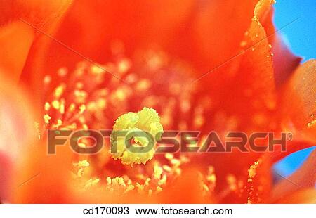 Stock Image - Opuntia sp.. Fotosearch
