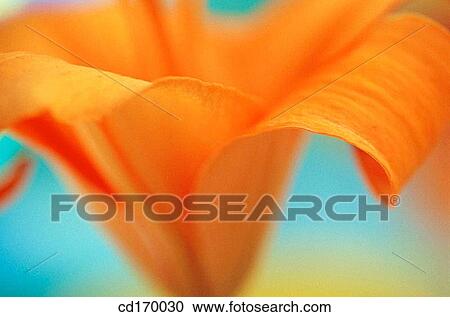 Orange Lily (Lilium hybr. ) View Large Photo Image Stock Image - Orange Lily (Lilium hybr. ). Fotosearch