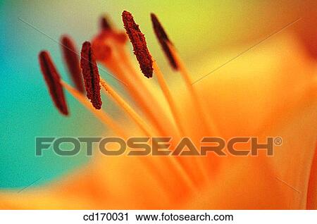 Orange Lily (Lilium hybr. ) View Large Photo Image Stock Image - Orange Lily (Lilium hybr. ). Fotosearch