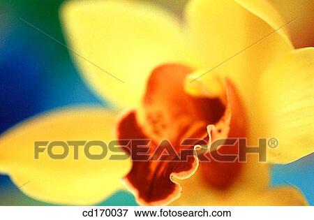 Orchid (Cymbidium sp. ) View Large Photo Image Stock Photo - Orchid (Cymbidium sp. ). Fotosearch