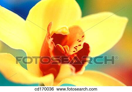 Orchid (Cymbidium sp. ) View Large Photo Image Stock Photograph - Orchid (Cymbidium sp. ). Fotosearch