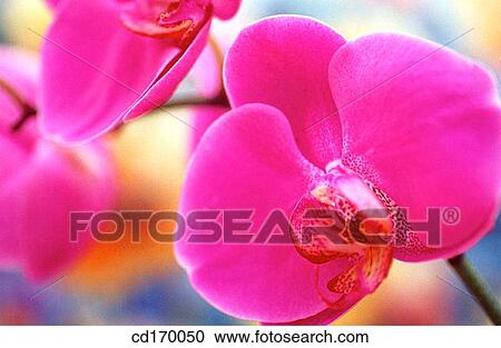 Orchid (Phalaenopsis sp. ) View Large Photo Image Stock Image - Orchid (Phalaenopsis sp. ). Fotosearch