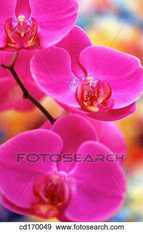 Orchid (Phalaenopsis sp. ) View Large Photo Image Stock Photo - Orchid (Phalaenopsis sp. ). Fotosearch