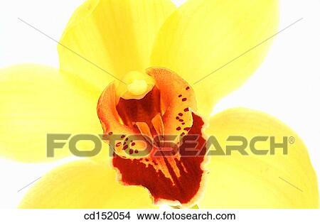 Orchyd, Cymbidium sp. View Large Photo Image Picture - Orchyd, Cymbidium sp.. Fotosearch
