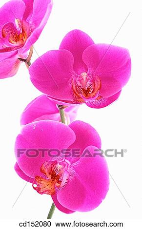 Orchyd, Phalaenopsis sp. View Large Photo Image Stock Image - Orchyd, Phalaenopsis sp.. Fotosearch