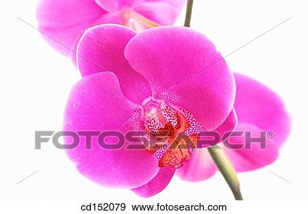 Stock Photo - Orchyd, Phalaenopsis sp.. Fotosearch