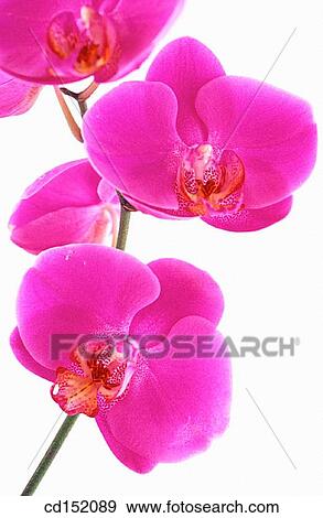 Orchyd, Phalaenopsis sp. View Large Photo Image Stock Photo - Orchyd, Phalaenopsis sp.. Fotosearch