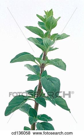 Oregano (Origanum vulgare) View Large Photo Image Stock Photo - Oregano (Origanum vulgare). Fotosearch