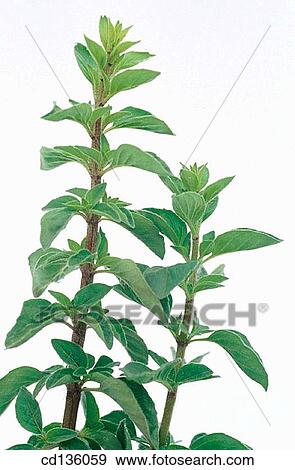 Oregano (Origanum vulgare) View Large Photo Image Stock Photo - Oregano (Origanum vulgare). Fotosearch