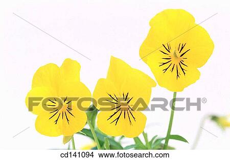 Pansies (Viola sp. ) View Large Photo Image Picture - Pansies (Viola sp. ). Fotosearch