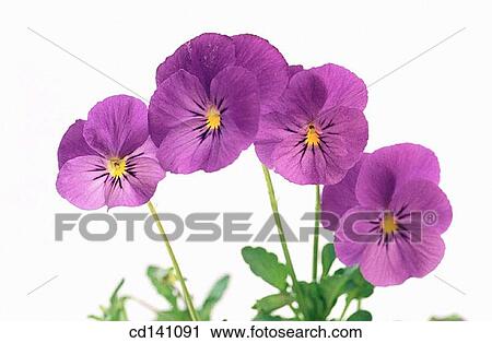 Pansies (Viola sp. ) View Large Photo Image Stock Image - Pansies (Viola sp. ). Fotosearch