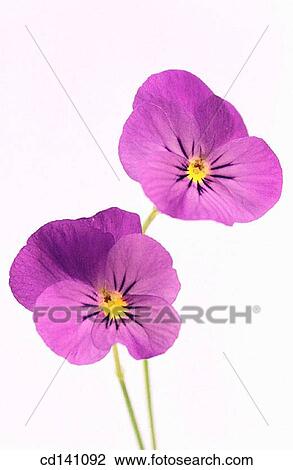 Pansies (Viola sp. ) View Large Photo Image Stock Image - Pansies (Viola sp. ). Fotosearch