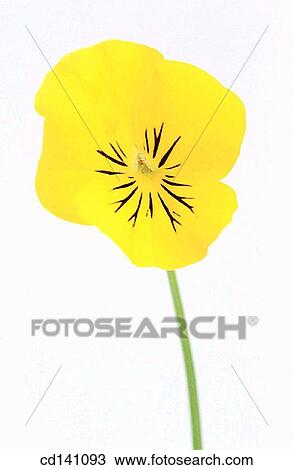 Pansy (Viola sp. ) View Large Photo Image Stock Image - Pansy (Viola sp. ). Fotosearch