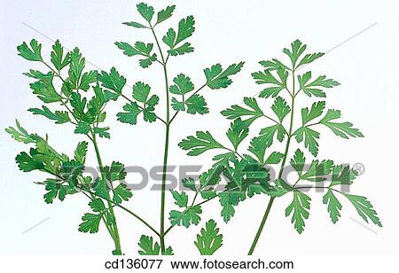 Parsley (Petroselinum hortense) View Large Photo Image Stock Photo - Parsley (Petroselinum hortense). Fotosearch