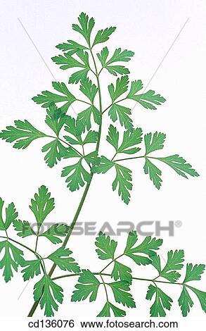 Parsley (Petroselinum hortense) View Large Photo Image Stock Photograph - Parsley (Petroselinum hortense). Fotosearch