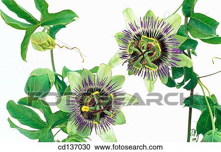 Passion-flower (Passiflora coerulea) View Large Photo Image Stock Image - Passion-flower (Passiflora coerulea). Fotosearch