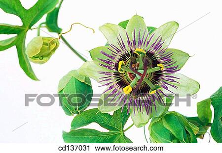 Passion-flower (Passiflora coerulea) View Large Photo Image Stock Image - Passion-flower (Passiflora coerulea). Fotosearch