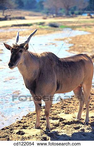 Patterson's Eland (Taurotragus oryx pattersonianus) View Large Photo Image Picture - Patterson's Eland (Taurotragus oryx pattersonianus). Fotosearch